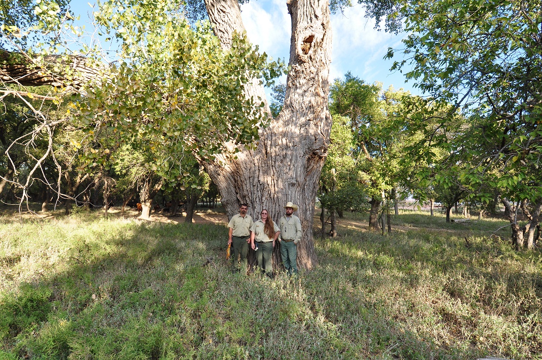 The biggest cottonwood in Texas